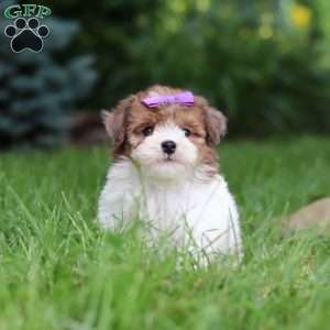 Addie, Havapoo Puppy